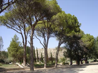 Paseo entre pinos pi�oneros